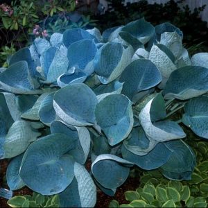 Abiqua Drinking Gourd Hosta (Hosta abiqua 'Drinking Gourd') - 1 gallon