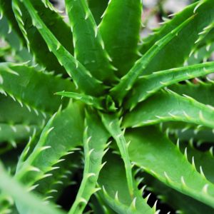 Aloe Hedgehog (Aloe humilis 'Hedgehog') - 1 gallon