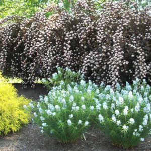 Arkansas Blue Star (Amsonia hubrechtii) - 1 gallon