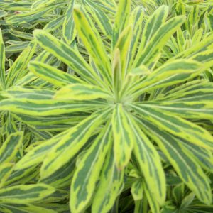 Ascot Rainbow Cushion Spurge (Euphorbia x martinii 'Ascot Rainbow') - 1 gallon