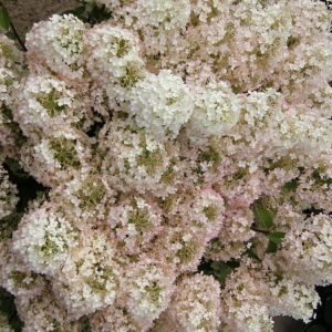 Bobo® Panicle Hydrangea (Hydrangea paniculata 'Bobo') - 2 gallon
