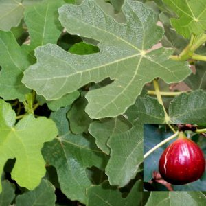 Brown Turkey Fig (Ficus brown 'Brown Turkey') - 3 gallon 12"