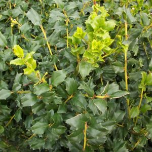 China Boy™ Meserve Holly (Ilex x meserveae 'China Boy') - 3 gallon 15"