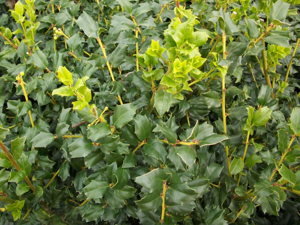 China Boy™ Meserve Holly (Ilex x meserveae 'China Boy') - 3 gallon 15"