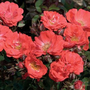Coral Drift® Rose (Rosa 'Drift Meidrifora') - 1 gallon