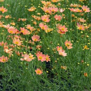 Creme Caramel™ Tickseed (Coreopsis verticillata 'Novcorcar') - 1 gallon