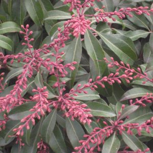 Dorothy Wycoff Andromeda (Pieris japonica 'Dorothy Wycoff') - 3 gallon 12"