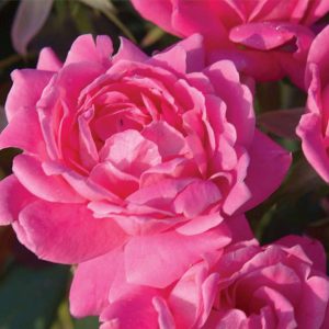 Double Pink Knock Out® Rose (Rosa K.O 'Radtkopink') - 3 gallon