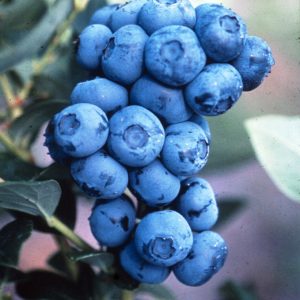 Duke Highbush Blueberry (Vaccinium corymbosum 'Duke') - 1 gallon 10"