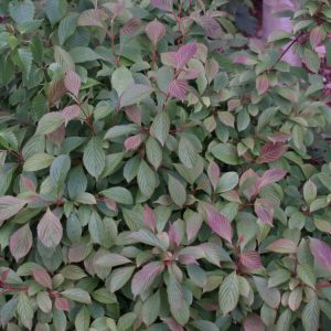 Dwarf Fragrant Viburnum (Viburnum farreri 'Nanum') - 3 gallon 15"
