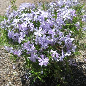 Emerald Blue Moss Phlox (Phlox subulata 'Emerald Blue') - 1 gallon