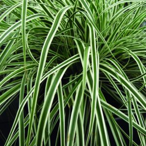 EverColor® Everest™ Sedge (Carex oshimensis 'Everest') - 1 gallon