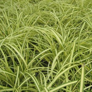Evergold Sedge (Carex oshimenski 'Evergold') - 1 gallon