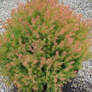 Fire Chief™ Arborvitae (Thuja occidentalis 'Congabe') - 3 gallon 12"