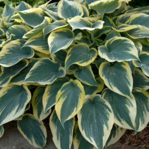 First Frost Plantain Lily (Hosta first 'First Frost') - 1 gallon
