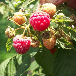 Heritage Everbearing Red Raspberry (Rubus idaeus 'Heritage') - 1 gallon 12"