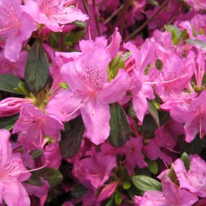 Karen Azalea (Azalea x 'Karen') - 1 gallon