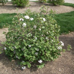 Korean Spice Viburnum (Viburnum x 'Carlesii') - 3 gallon 18"