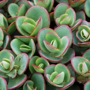 Lime Zinger Stoncrop (Sedum sedum 'Lime Zinger') - 1 gallon