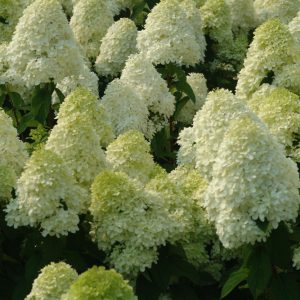 'Limelight' Panicle Hydrangea (Hydrangea paniculata 'Zwijnenburg') - 3 gallon