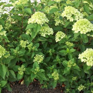 Little Lime® Panicle Hydrangea (Hydrangea paniculata 'Jane') - 3 gallon