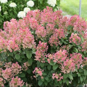 Little Quick Fire® Panicle Hydrangea (Hydrangea pan ‘Little Quick Fire') - 2 gallon