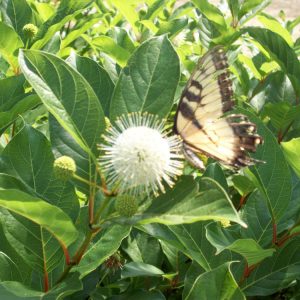 Magical® Moonlight ButtonBush (Cephalanthus magical 'Magical Moonlight') - 3 gallon 15"