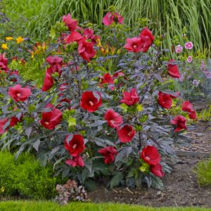 Midnight Marvel Rose Mallow (Hibiscus moscheutos 'Midnight Marvel') - 2 gallon