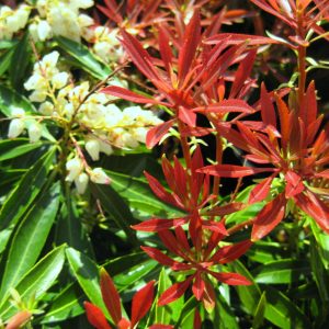 Mountain Fire Andromeda (Pieris japonica 'Mountain Fire') - 3 gallon 12"