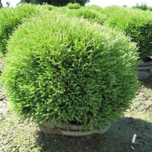 Mr. Bowling Ball™ Arborvitae (Thuja occidentalis 'Bobazam') - 3 gallon 12-15"