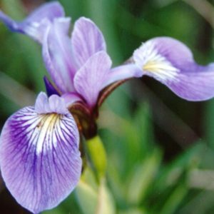 Northern Blue Flag Iris (Iris versicolor) - 1 gallon