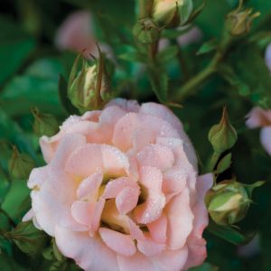 Peach Drift® Rose (Rosa 'Drift Meiggili') - 1 gallon