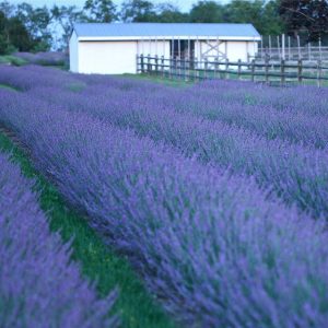 Phenomenal® Lavender (Lavandula x intermedia 'Phenomenal') - half gallon