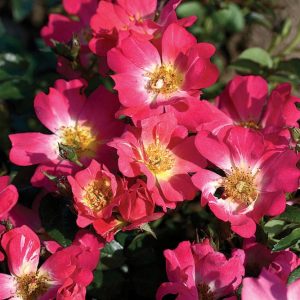Pink Drift® Rose (Rosa 'Drift Meijocos') - 2 gallon
