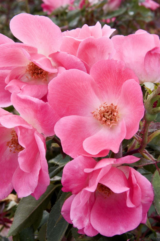 Pink Knock Out® Rose (Rosa K.O 'Radcon') - 2 gallon