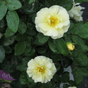 Popcorn Drift® Rose (Rosa 'Drift Popcorn') - 2 gallon