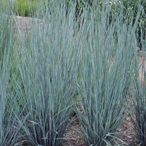 Prairie Blues Little Bluestem (Schizachyrium scoparium 'Prairie Blues') - 2 gallon