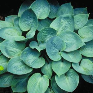 Prairie Skies Plantain Lily (Hosta prairie 'Prairie Skies') - 1 gallon