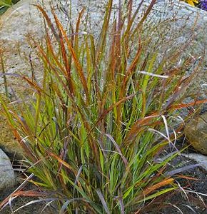 Prairie Winds® 'Cheyenne Sky' Red Switch Grass (Panicum virgatum 'Cheyenne Sky') - 3 gallon