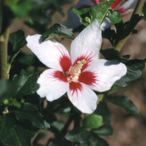 Proven Winners® Color Choice® Lil’ Kim® Rose Of Sharon (Hibiscus syriacus ‘Antong Two’) - 2 gallon