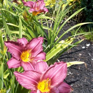 Purple d'Oro Daylily (Hemerocallis purple 'Purple d'Oro') - 1 gallon