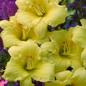 Rainbow Rhythm® 'Going Bananas' Daylily (Hemerocallis going 'Going Bananas') - 1 gallon