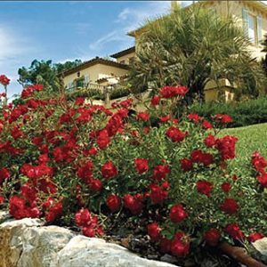 Red Drift® Rose (Rosa 'Drift Meigalpio') - 1 gallon