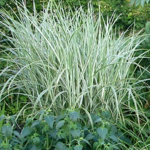 Rigoletto Maiden Grass (Miscanthus sinensis 'Rigoletto') - 3 gallon