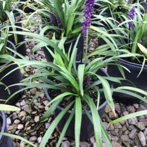 Royal Purple Lily Turf (Liriope M 'Royal Purple') - 1 gallon