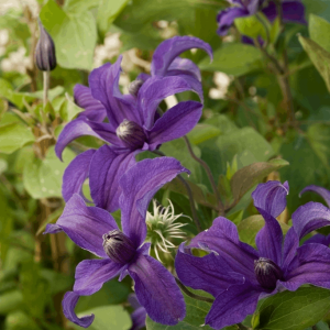 Sapphire Indigo™ Clematis (Clematis sapphire 'Cleminov51') - 1 gallon