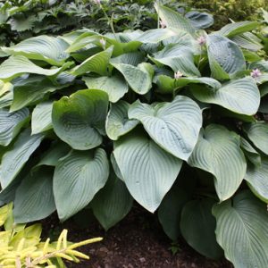 Shadowland® 'Empress Wu' Hosta (Hosta empress 'Empress Wu') - 1 gallon