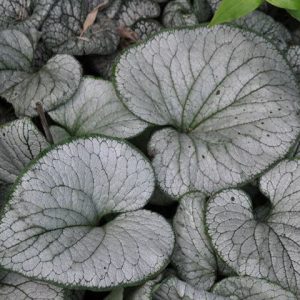 Silver Heart Siberian Bugloss (Brunnera macrophylla 'Silver Heart') - 1 gallon