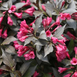 Spilled Wine® Weigela (Weigela spilled 'Bokraspiwi') - 3 gallon 15"