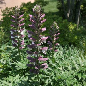 Spiny Bear’s Breeches (Acanthus spinosus) - 1 gallon